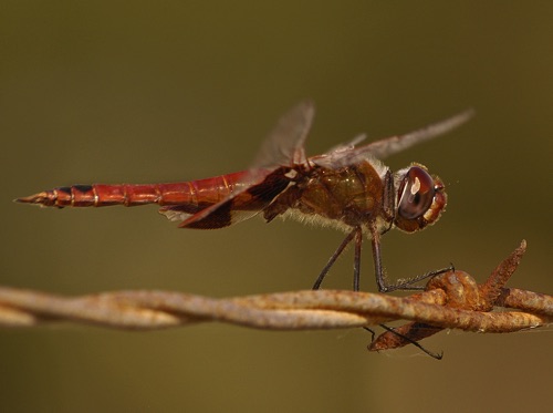Male
30 Oct 2005  TX